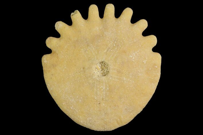 Fossil Sand Dollar (Heliophora) - Boujdour Province, Morocco #177967